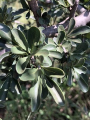 Ehretia rigida nervifolia