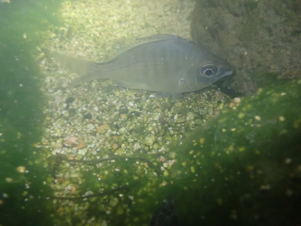 Longspine silver-biddy (Gerres macracanthus) — Gerreidae