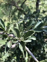 Ehretia rigida nervifolia