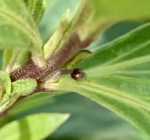 iNaturalist observation photo of Beetles
