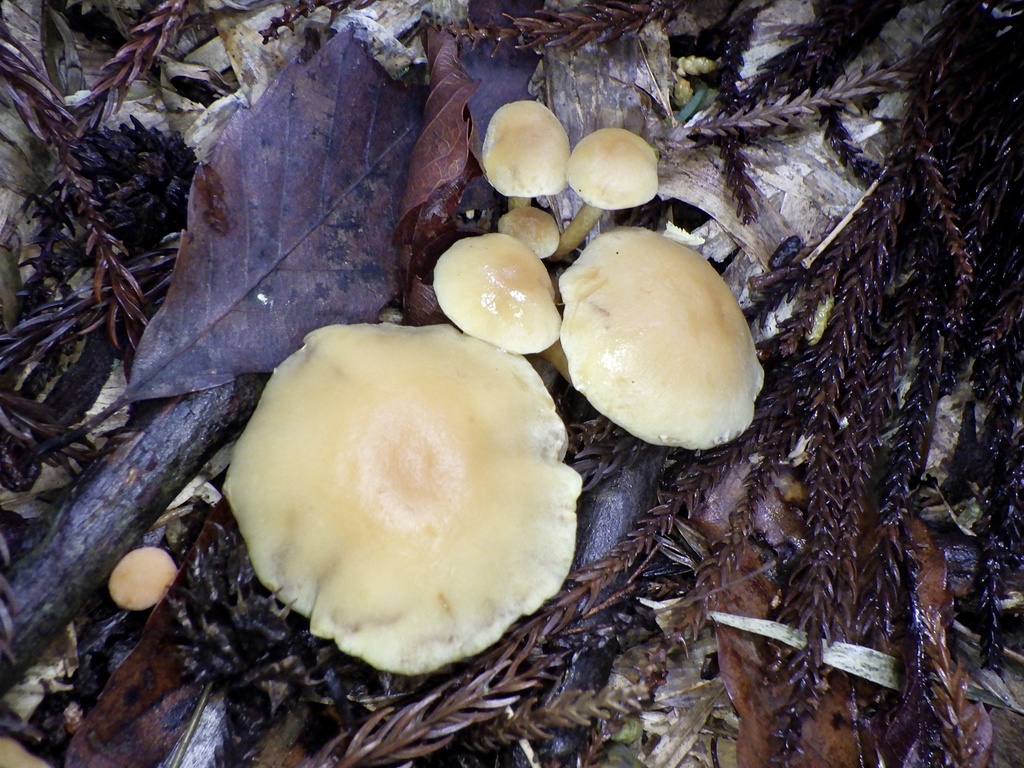 Hypholoma fasciculare · February 2024 · photo: © re_nebel (iNaturalist, cc-by)