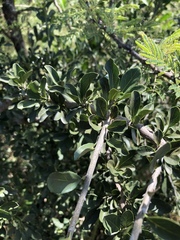 Ehretia rigida nervifolia