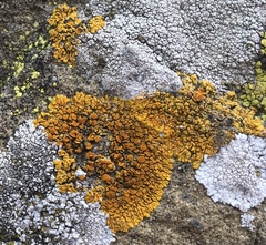 Polycauliona brattiae