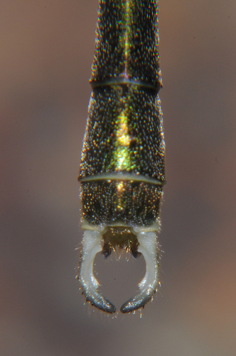 Western Willow Spreadwing