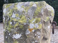 Polycauliona brattiae