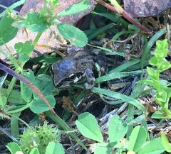 Pseudacris streckeri