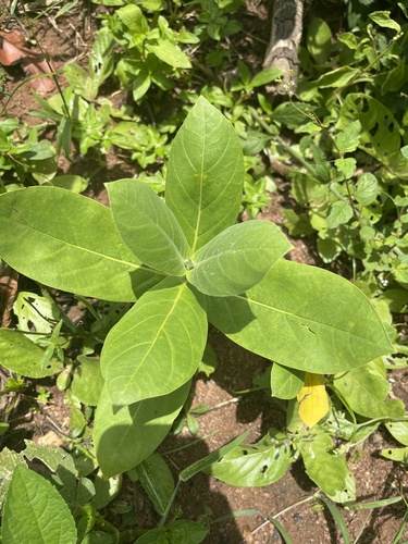giant milkweed