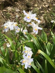 Iris japonica