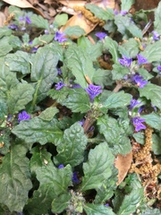 Ajuga decumbens