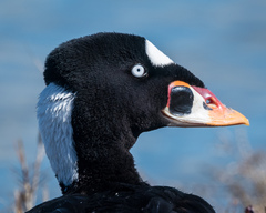 Surf Scoter photo 5