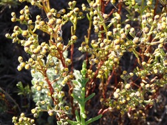 Amblyopappus pusillus