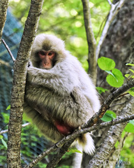 Macaca fuscata