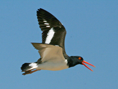 American Oystercatcher photo 4