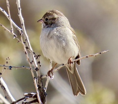 Brewer's Sparrow photo 3