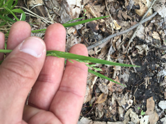 Poa alsodes