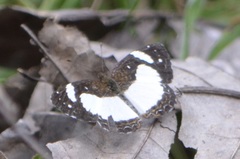 Janatella leucodesma