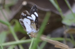 Janatella leucodesma