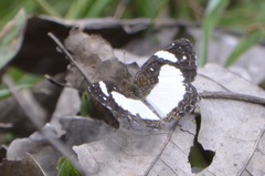 Janatella leucodesma