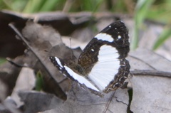 Janatella leucodesma