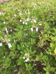 Enkianthus perulatus