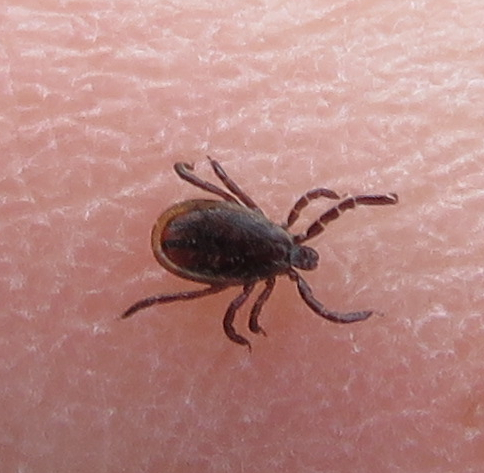Eastern Black-legged Tick