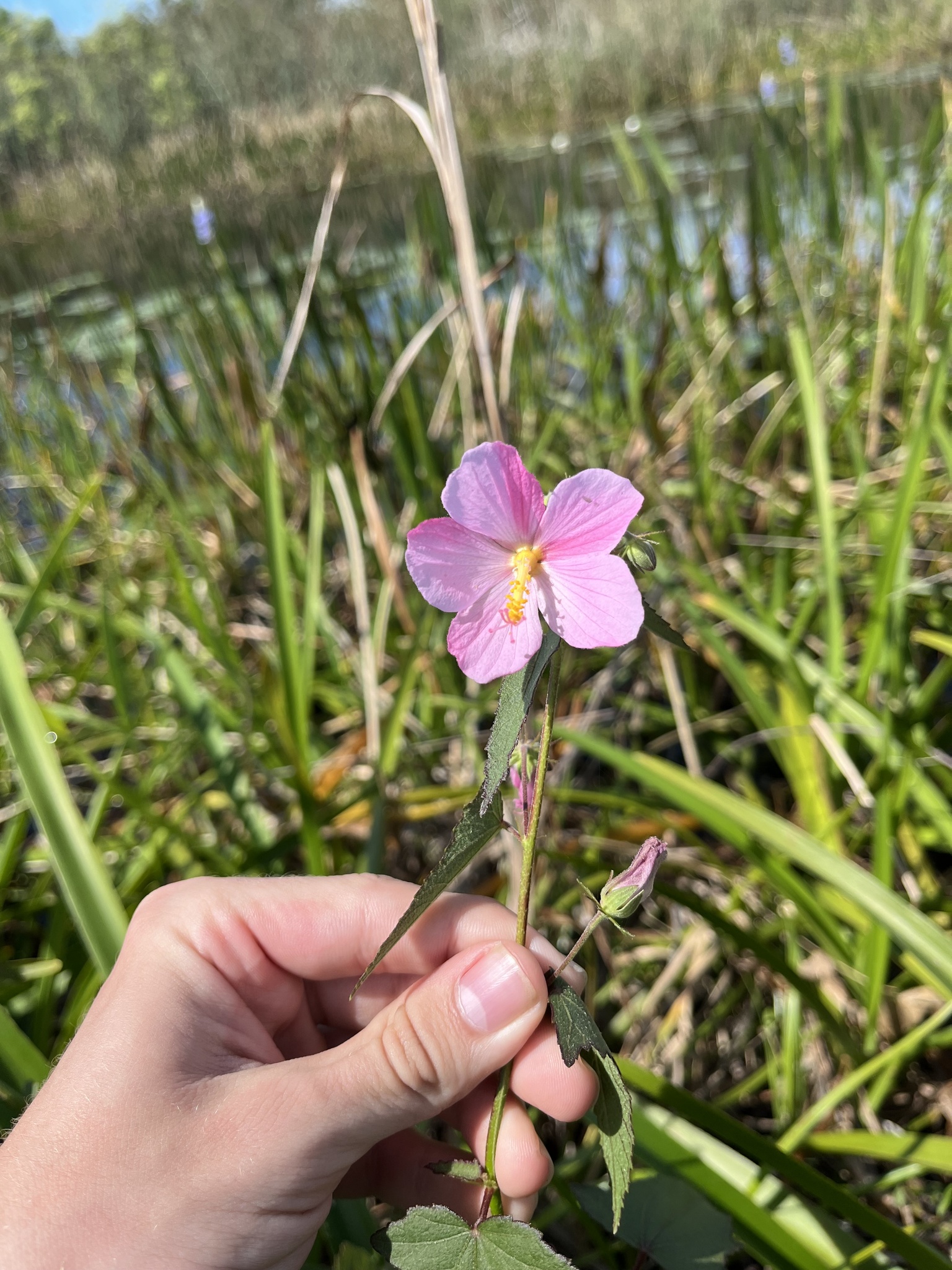 Imagem de Malva-do-pântano