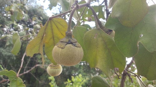 Azanza (Thespesia garckeana)