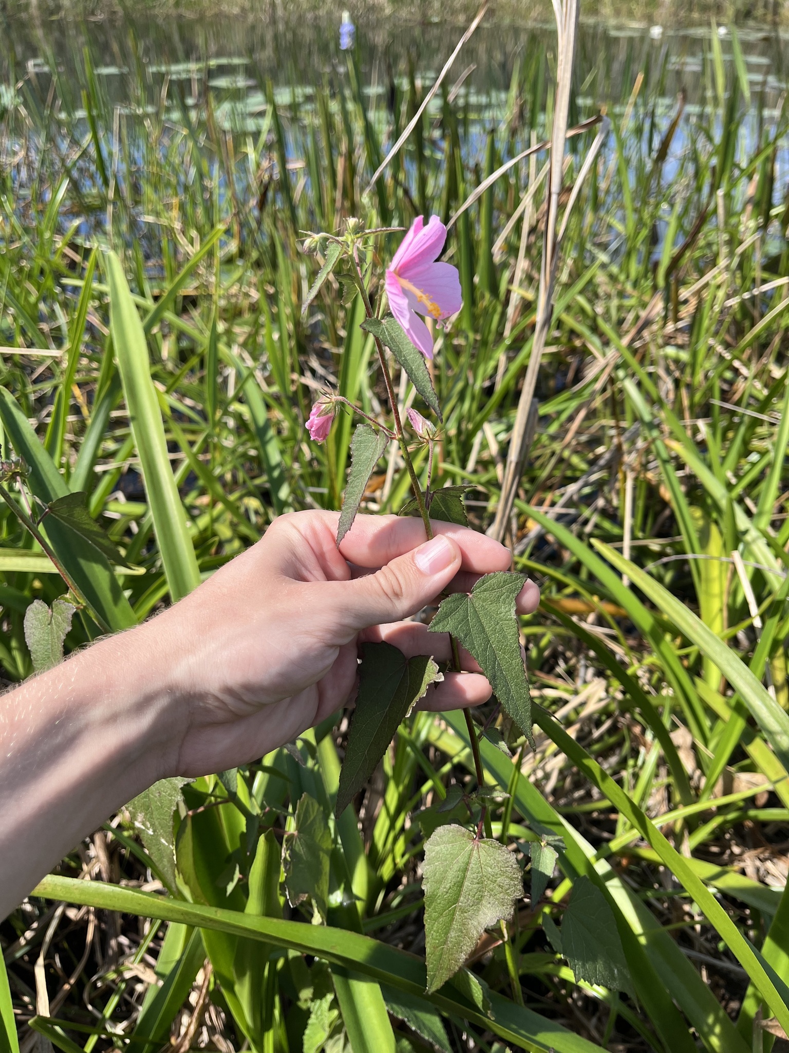Imagem de Malva-do-pântano