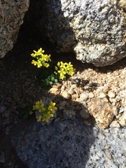 Draba asterophora