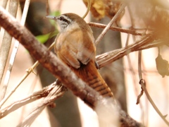 Cantorchilus modestus