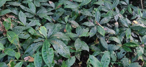 Graceful Forrestia (Amischotolype mollissima)