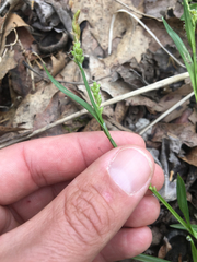 Carex blanda
