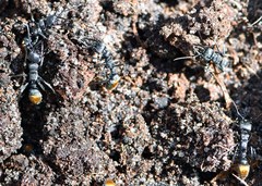 Myrmecia mandibularis