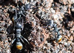 Myrmecia mandibularis