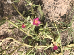 Portulaca kermesina