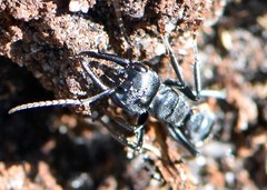 Myrmecia mandibularis