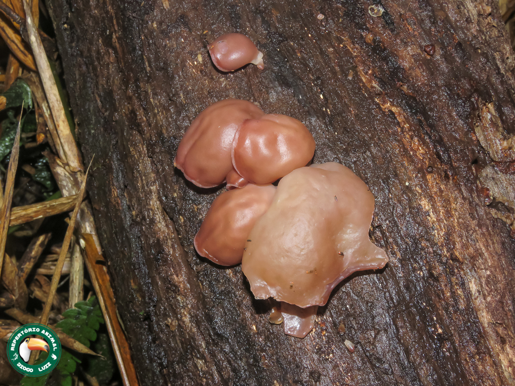 Auricularia fuscosuccinea · February 2024 · photo: © diogoluiz (iNaturalist, cc-by)