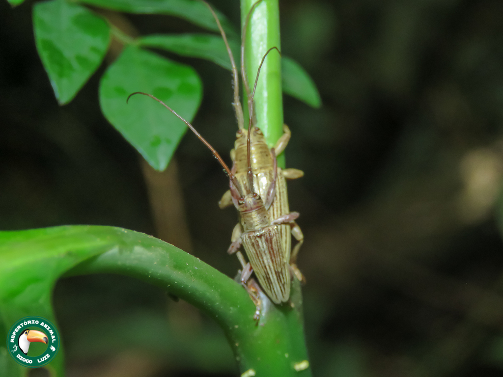 Pseudoperma lingafelteri