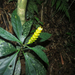 Aphelandra nemoralis Mart. ex Nees 2