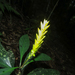 Aphelandra nemoralis Mart. ex Nees 3