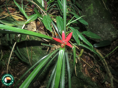 Nidularium scheremetiewii, photograph (c) Diogo Luiz, some rights reserved (CC BY)