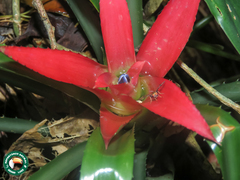 Nidularium scheremetiewii, photograph (c) Diogo Luiz, some rights reserved (CC BY)