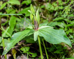 Trillium viridescens