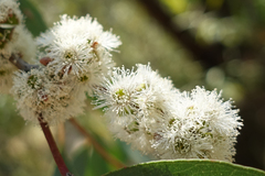 Eucalyptus willisii