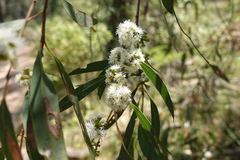 Eucalyptus willisii