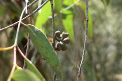 Eucalyptus willisii