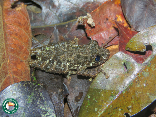 Ololygon flavoguttatus