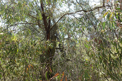 Eucalyptus willisii