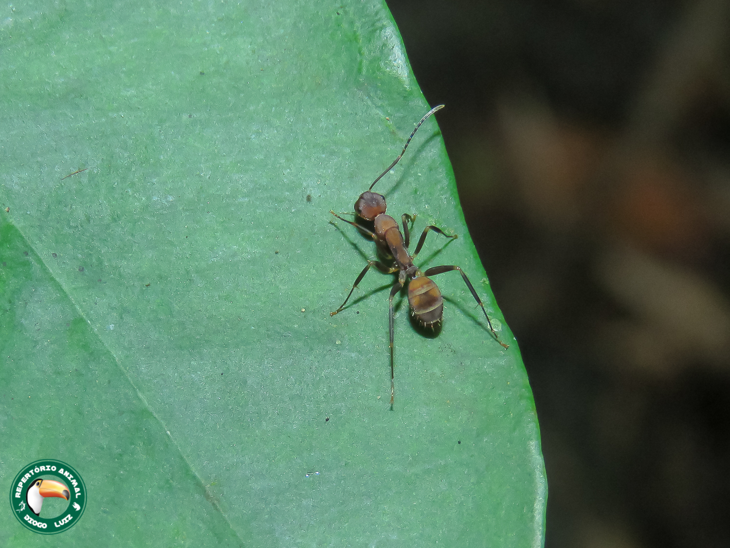 Camponotus coriolanus