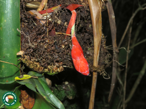Quesnelia lateralis, photograph 2